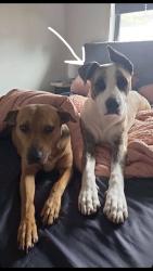 Reunited Male Dog last seen Caldwell street, Goodna, QLD 4300