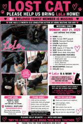 Lost Female Cat last seen Crossway, Dundalk, MD 21222