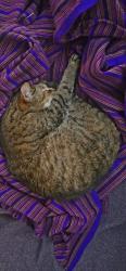 Reunited Female Cat last seen Shaunassey and Shepherd, Toronto, ON M2J 1Y1