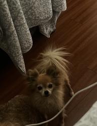 Lost Male Dog last seen Riverside dr, Ontario, CA 91761