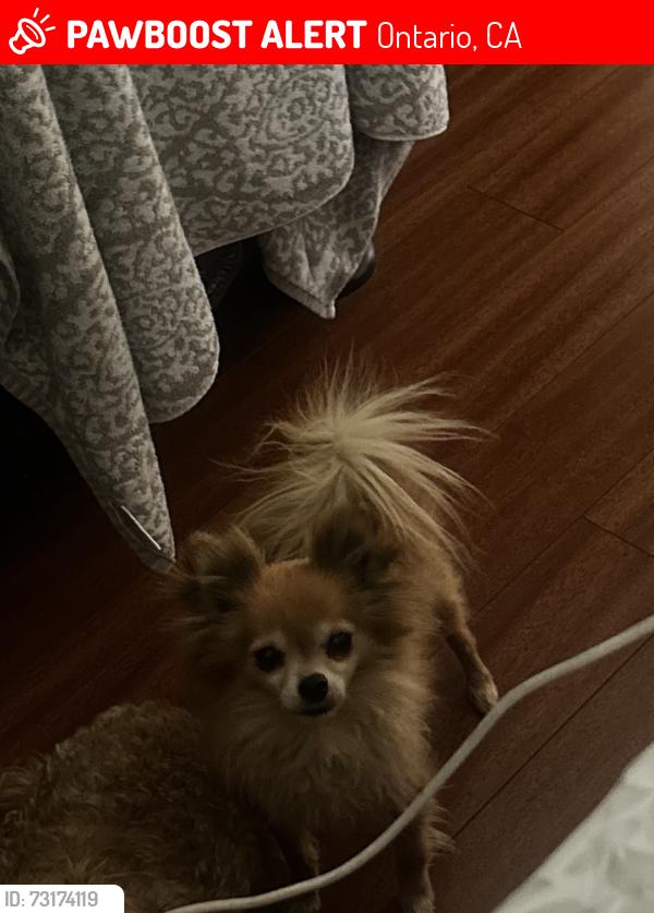 Lost Male Dog last seen Riverside dr, Ontario, CA 91761