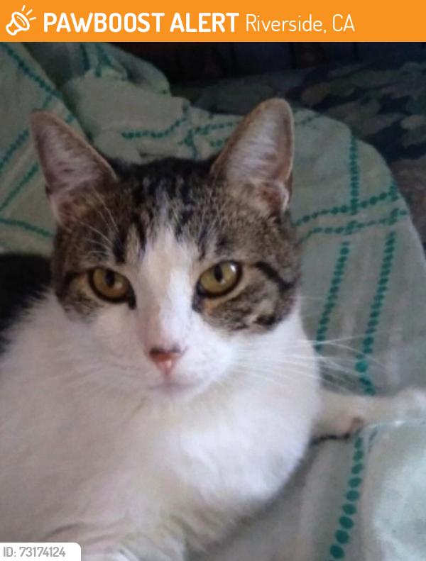 Found/Stray Male Cat last seen Near E Church St, Riverside, CA 92507, Riverside, CA 92507