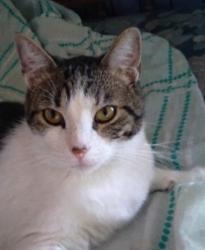 Found/Stray Male Cat last seen Near E Church St, Riverside, CA 92507, Riverside, CA 92507
