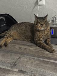 Reunited Male Cat last seen Century Plaza apmts, Killeen, TX 76543