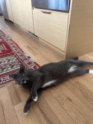 Lost Female Cat last seen Dartmouth Ave, Boulder, CO 80305