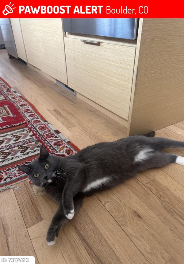 Lost Female Cat last seen Dartmouth Ave, Boulder, CO 80305
