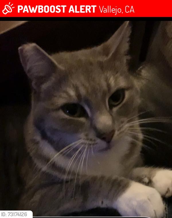 Lost Female Cat last seen Maple st, Vallejo, CA 94591