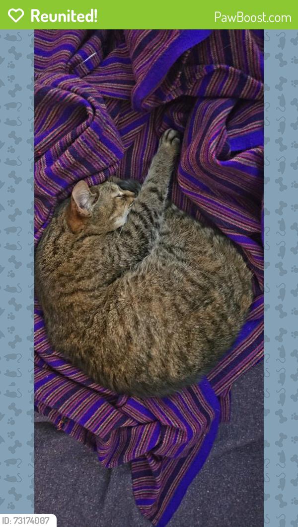 Reunited Female Cat last seen Shaunassey and Shepherd, Toronto, ON M2J 1Y1