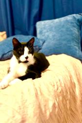 Reunited Male Cat last seen Old town road SIR station, Staten Island, NY 10304