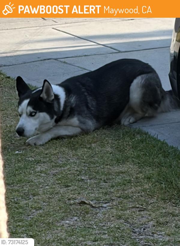 Found/Stray Male Dog last seen Fishburn Ave, Maywood, CA 90270