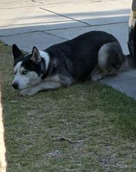 Found/Stray Male Dog last seen Fishburn Ave, Maywood, CA 90270