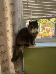 Lost Male Cat last seen Heathercroft Road, Suffolk, England IP1 6QQ
