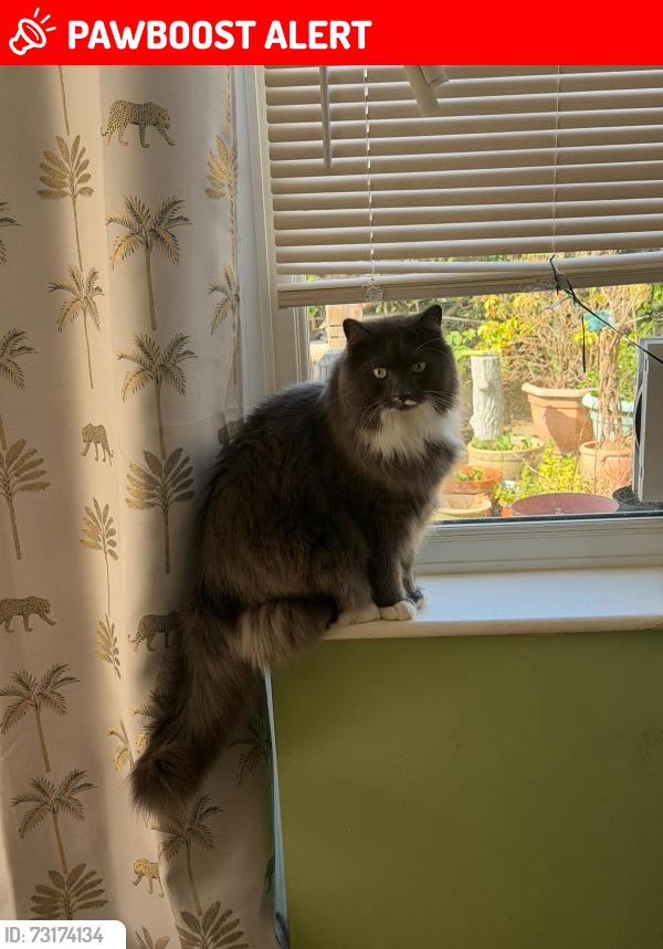Lost Male Cat last seen Heathercroft Road, Suffolk, England IP1 6QQ