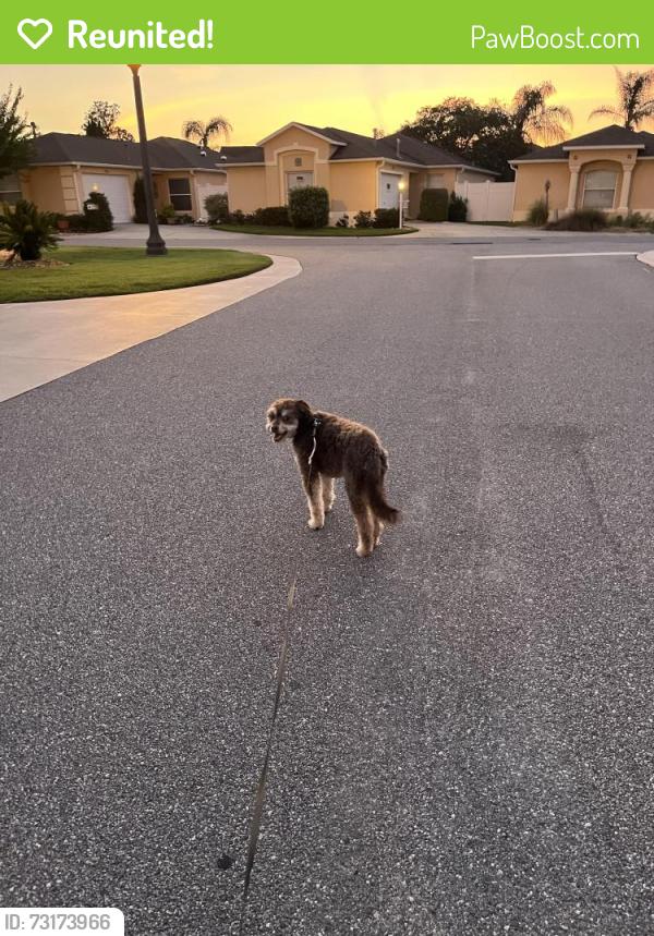 Reunited Male Dog last seen Dorchester Ave - Sullivan Villas, The Villages, FL 32162