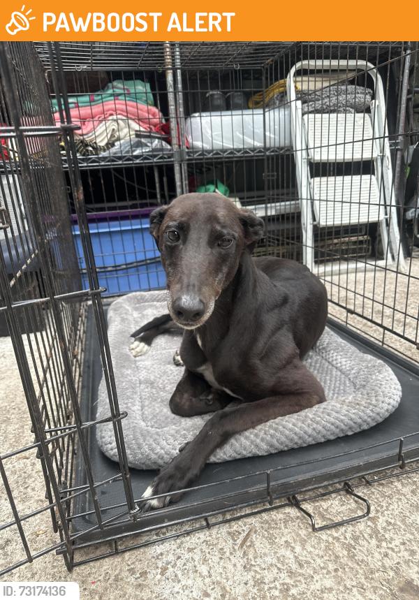 Found/Stray Female Dog last seen Knowsley, Merseyside, England L34 8HJ