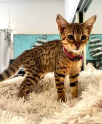 Lost Female Cat last seen Chablis road Ramona, Ramona, CA 92065
