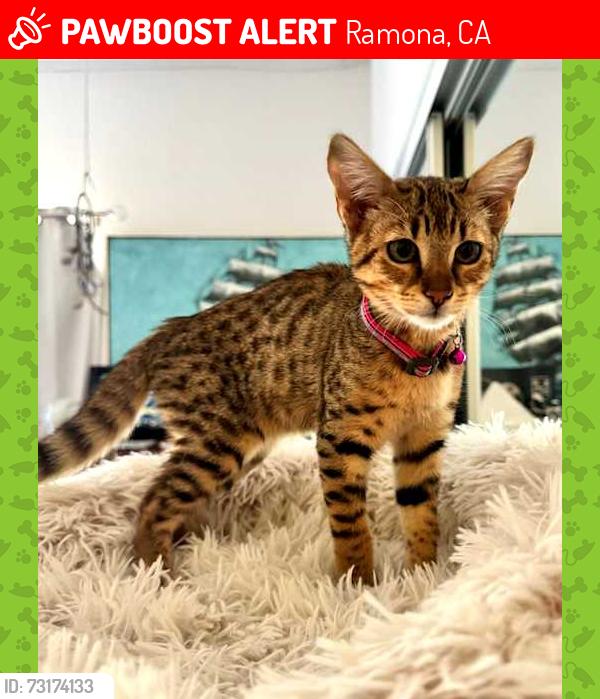Lost Female Cat last seen Chablis road Ramona, Ramona, CA 92065