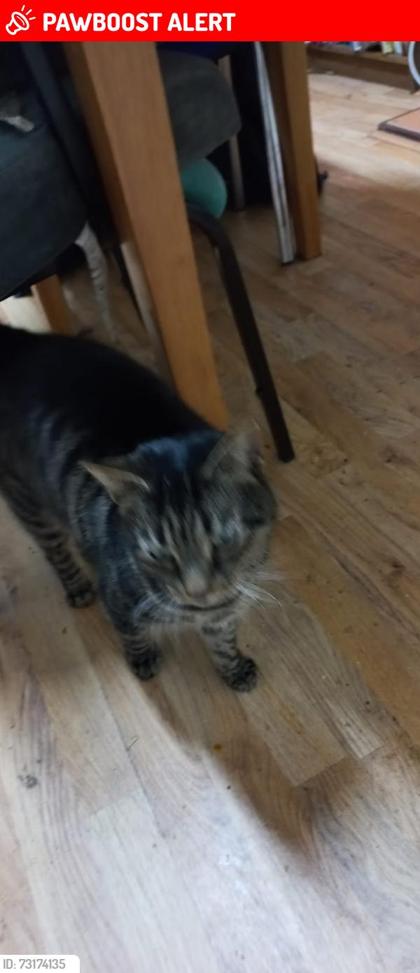 Lost Male Cat last seen Selsey Road, Birmingham B17, West Midlands, England B17 8JT