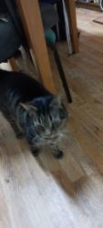 Lost Male Cat last seen Selsey Road, Birmingham B17, West Midlands, England B17 8JT