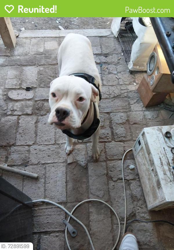 Reunited Female Dog last seen 5th st and Holt ave, El Centro, CA 92243