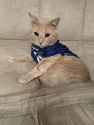 Lost Male Cat last seen Arlene ct., Staten Island, NY 10314