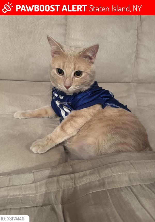 Lost Male Cat last seen Arlene ct., Staten Island, NY 10314