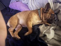 Lost Male Dog last seen By west scranton middle school, Scranton, PA 18504