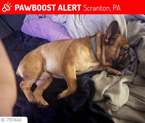 Lost Male Dog last seen By west scranton middle school, Scranton, PA 18504