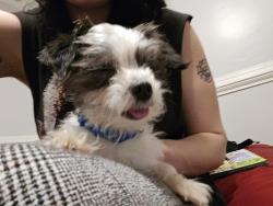 Reunited Male Dog last seen commerce rd and gordan ave, Richmond, VA 23234
