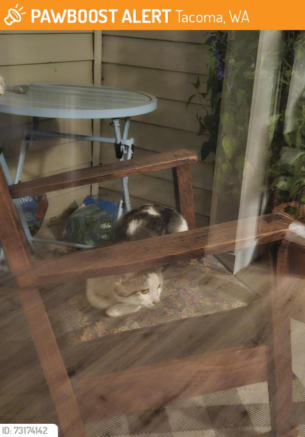 Found/Stray Unknown Cat last seen S Pine St and 47th, westmall apmts, Tacoma, WA 98409