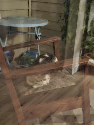 Found/Stray Unknown Cat last seen S Pine St and 47th, westmall apmts, Tacoma, WA 98409
