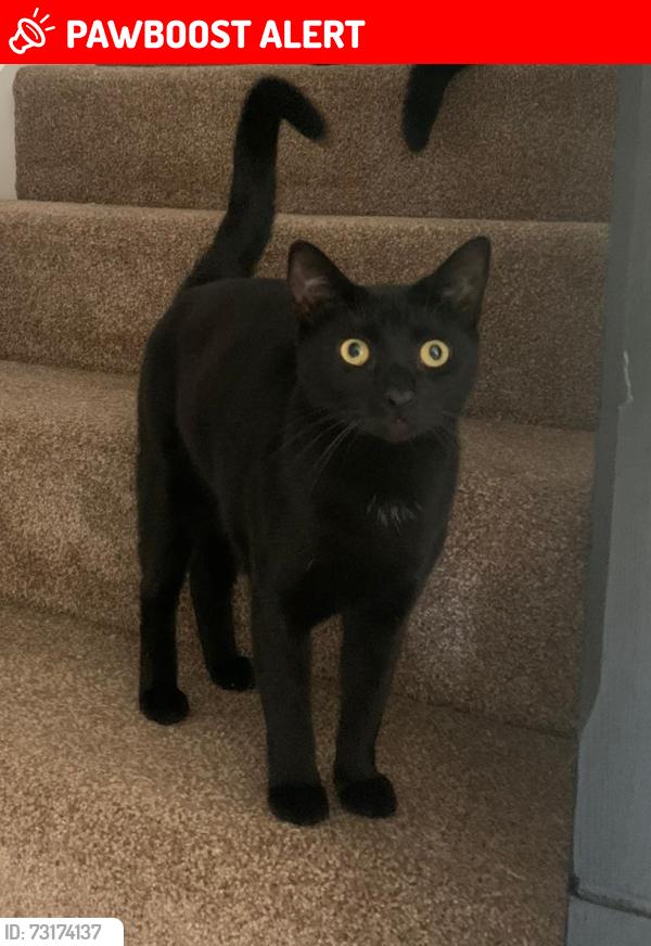 Lost Male Cat last seen Pelaw Metro Station, Tyne and Wear, England NE10 8WH