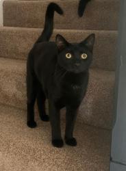Lost Male Cat last seen Pelaw Metro Station, Tyne and Wear, England NE10 8WH