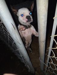 Lost Female Dog last seen West reed st, Anderson, SC 29624