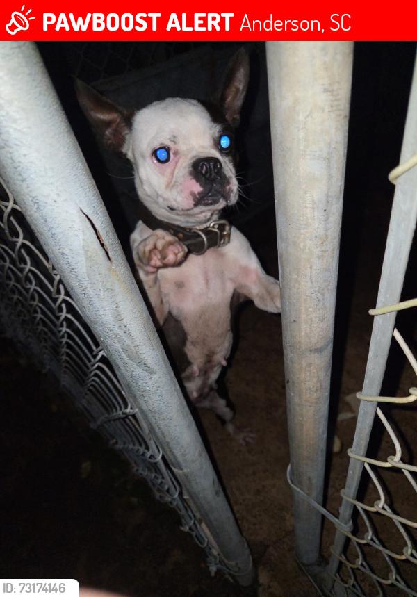Lost Female Dog last seen West reed st, Anderson, SC 29624