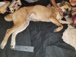 Reunited Female Dog last seen Home, Ocala, FL 34472