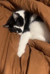 Lost Female Cat last seen Bill cheek rd, Auburn, GA 30011
