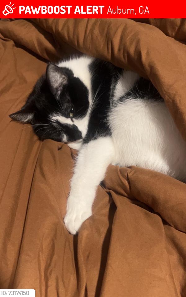 Lost Female Cat last seen Bill cheek rd, Auburn, GA 30011