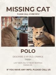 Lost Male Cat last seen Near frazell rd, Hilliard, OH 43026