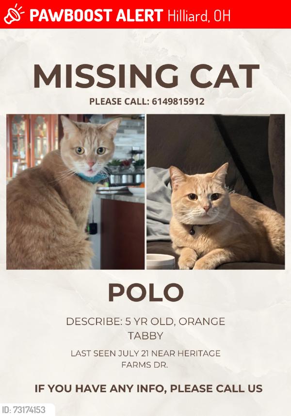 Lost Male Cat last seen Near frazell rd, Hilliard, OH 43026