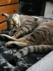 Reunited Male Cat last seen Parkview crest Springfield, Kelowna, BC V1X 7G6