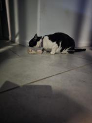 Reunited Female Cat last seen Chathamberry and SouthFern, Vail, AZ 85641