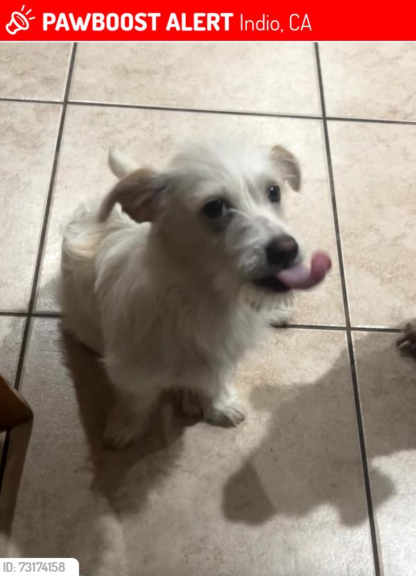 Lost Male Dog last seen Kennedy Elementary School, Indio, CA 92201