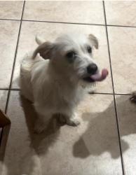 Lost Male Dog last seen Kennedy Elementary School, Indio, CA 92201