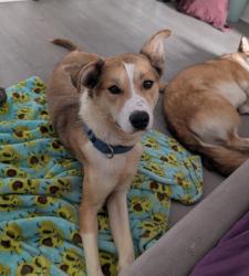 Shelter Stray Male Dog last seen Near Baltimore Avenue, La Mesa, CA, 91942, El Cajon, CA 92020, USA