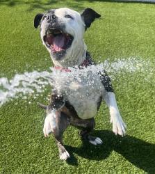Shelter Stray Female Dog last seen Near Carmenita Road, La Mesa, CA, 91941, El Cajon, CA 92020, USA