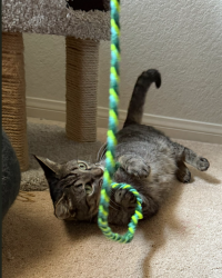 Shelter Stray Female Cat last seen Near Linda Vista Road, San Diego, CA, 92110, 5500 Gaines St, San Diego, CA 92110, USA