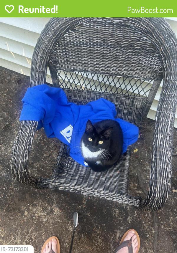 Reunited Female Cat last seen Near 114th Pl SE, Kent, WA 98031, USA, Kent, WA 98031