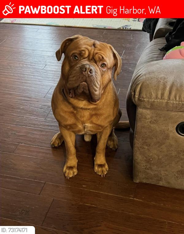 Lost Male Dog last seen 97th st NW and Creviston Rd NW on the Key Peninsula, Gig Harbor, WA 98329