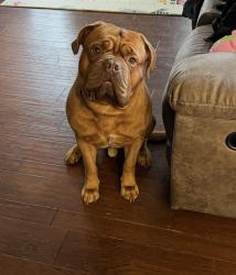 Lost Male Dog last seen 97th st NW and Creviston Rd NW on the Key Peninsula, Gig Harbor, WA 98329